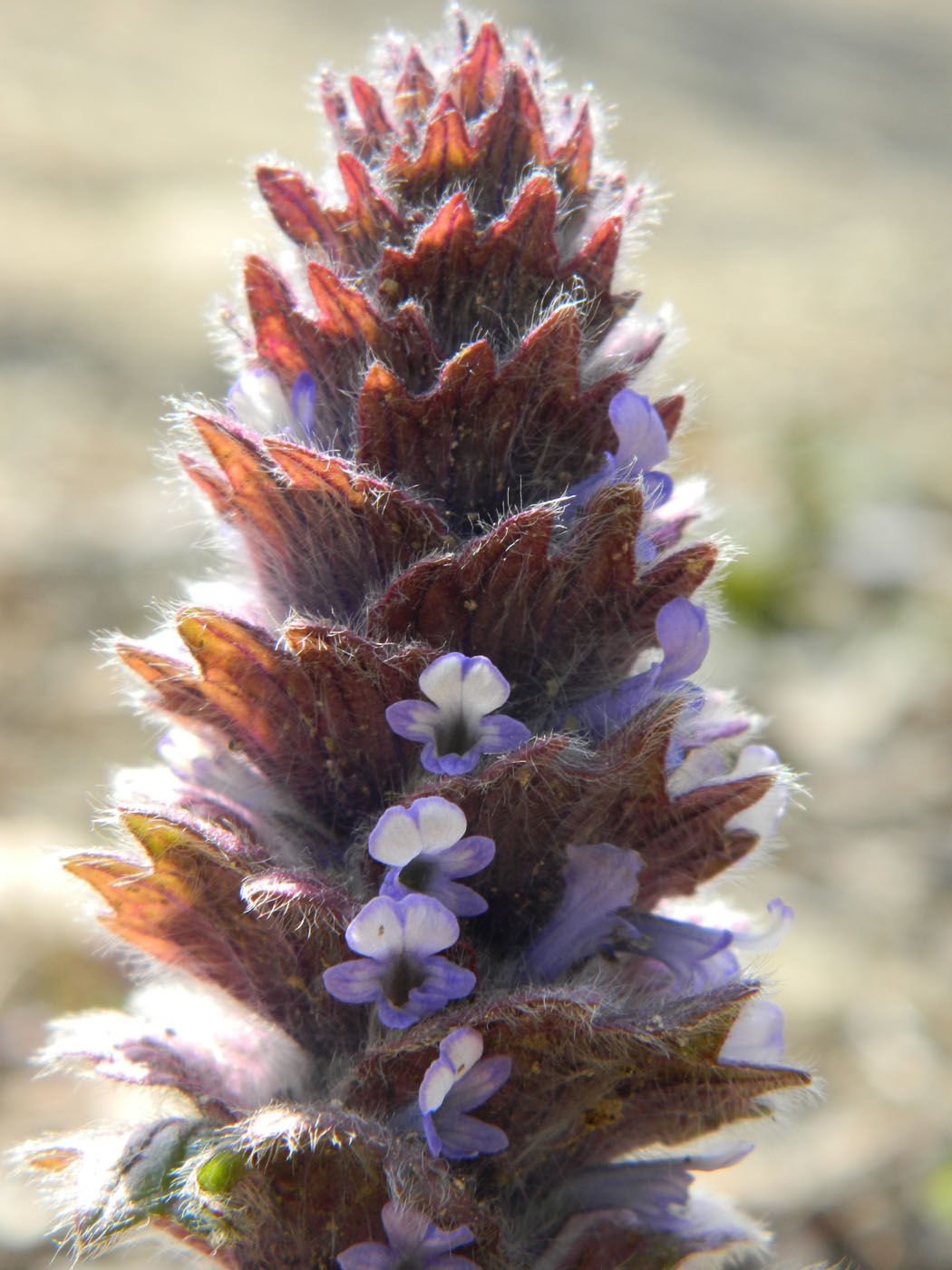 Image of Ajuga orientalis specimen.