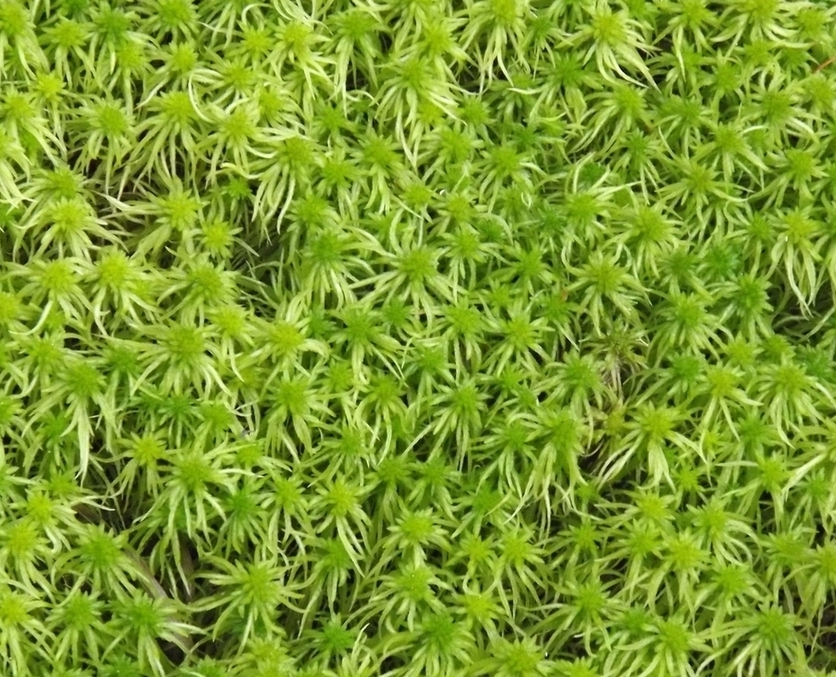 Изображение особи Sphagnum riparium.