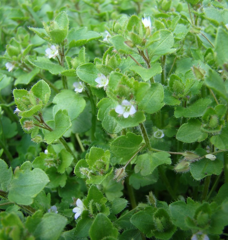 Image of Veronica sublobata specimen.