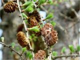 Larix kaempferi