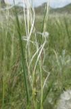 Stipa brauneri. Соцветия. Крым, Карадагский заповедник, биостанция, степная терраса. 13 мая 2017 г.