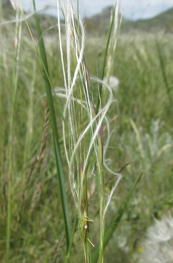 Image of Stipa brauneri specimen.