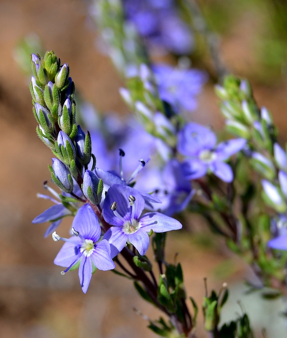 Изображение особи Veronica capsellicarpa.