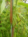 Fargesia murielae