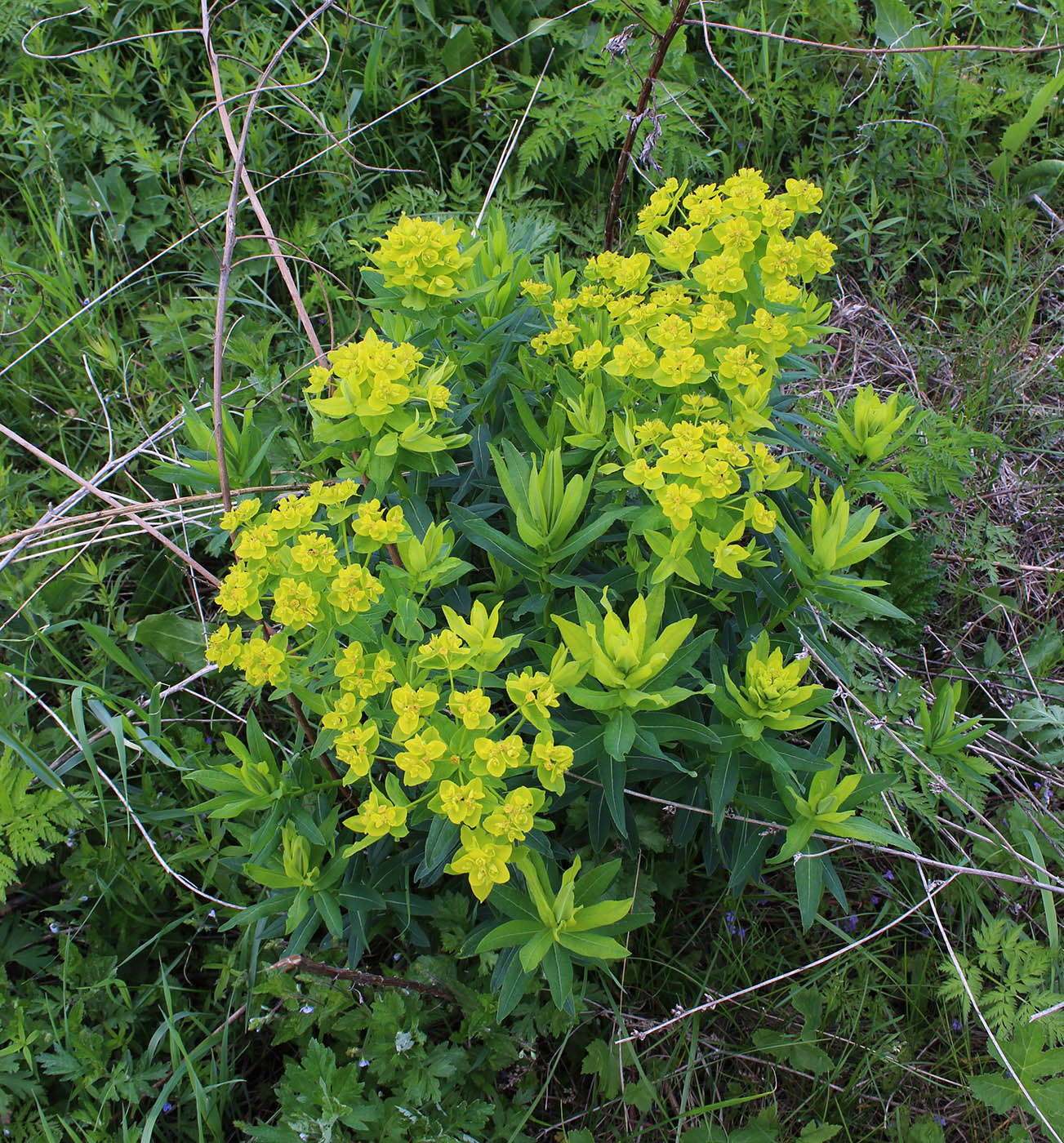 Изображение особи Euphorbia semivillosa.