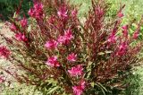 Gaura lindheimeri