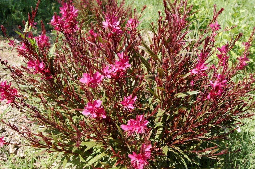 Image of Gaura lindheimeri specimen.