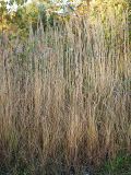 Calamagrostis epigeios. Плодоносящие растения. Ленинградская обл., Всеволожский р-н, окр. пос. Мурино, ж.-д. ст. Девяткино. 10.10.2009.