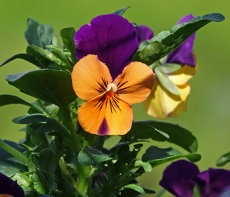 Image of Viola wittrockiana specimen.