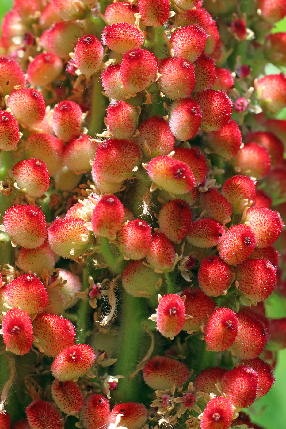 Image of Rhus glabra specimen.