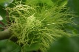 Maclura pomifera