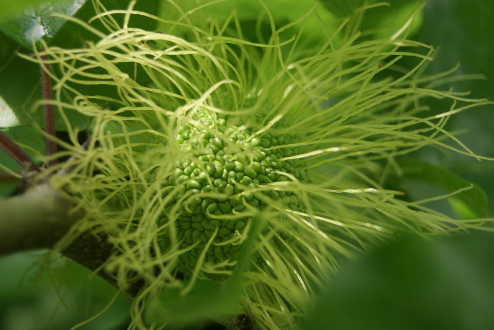 Image of Maclura pomifera specimen.