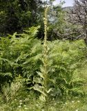 Verbascum phlomoides