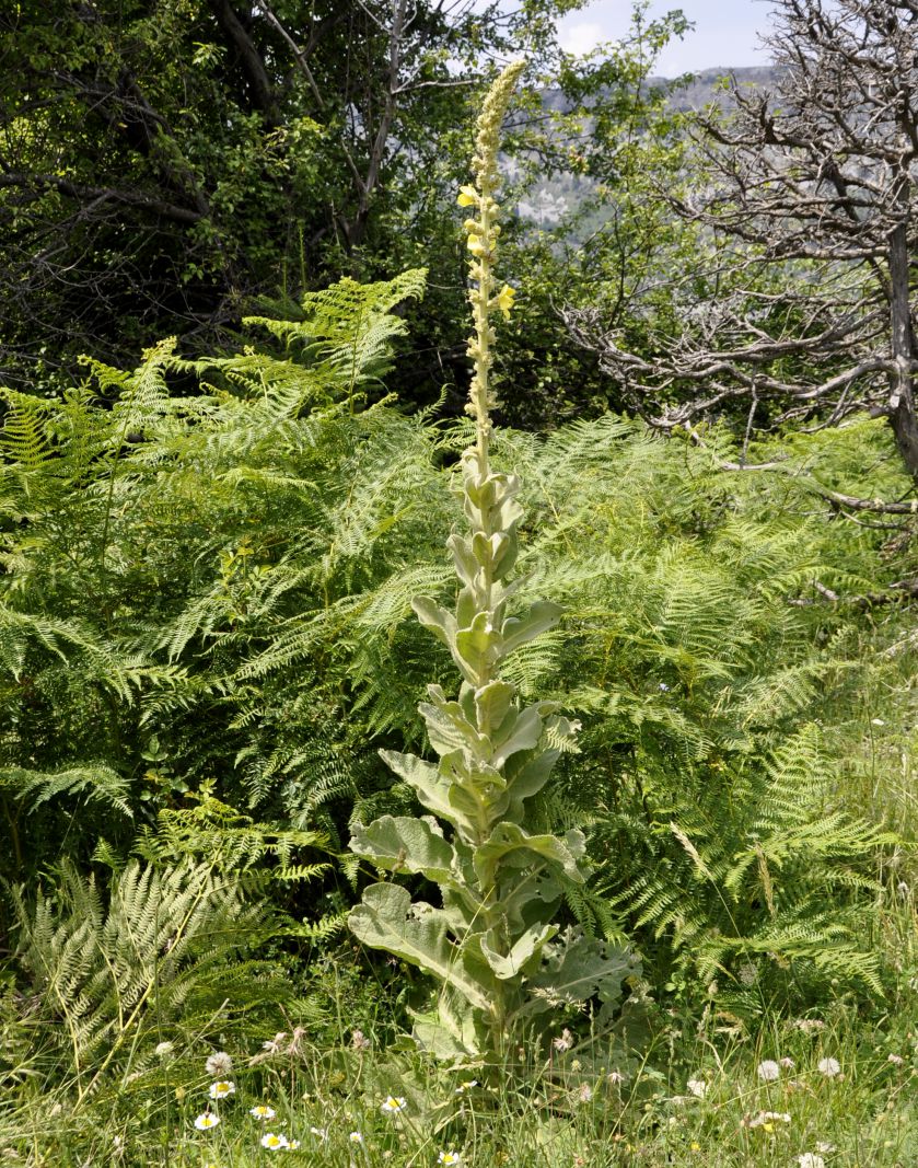 Изображение особи Verbascum phlomoides.