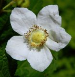 Rubus parviflorus