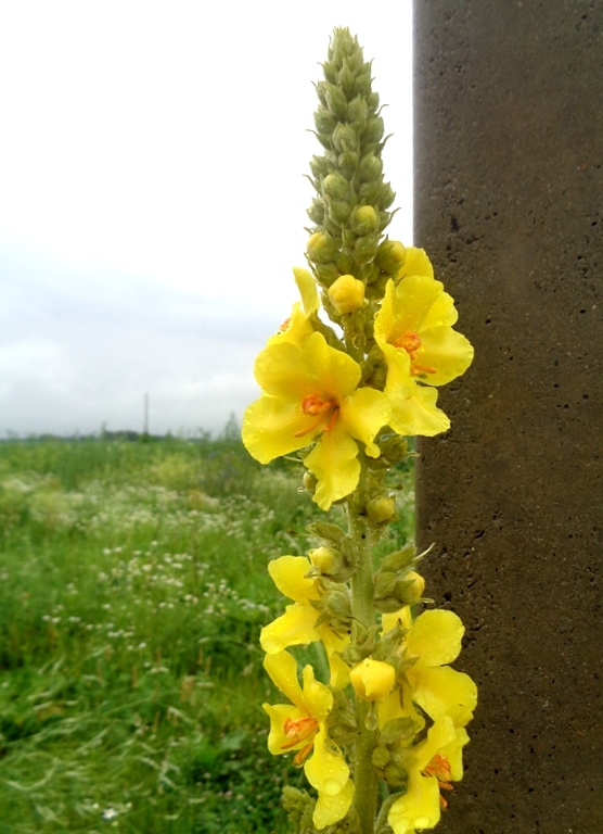 Изображение особи Verbascum phlomoides.