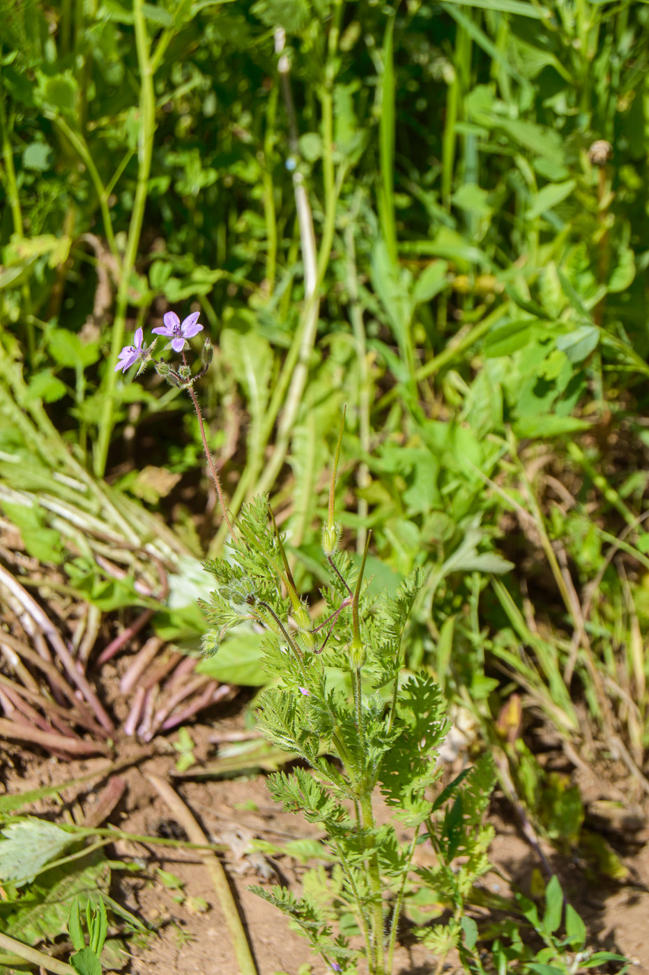 Изображение особи Erodium cicutarium.