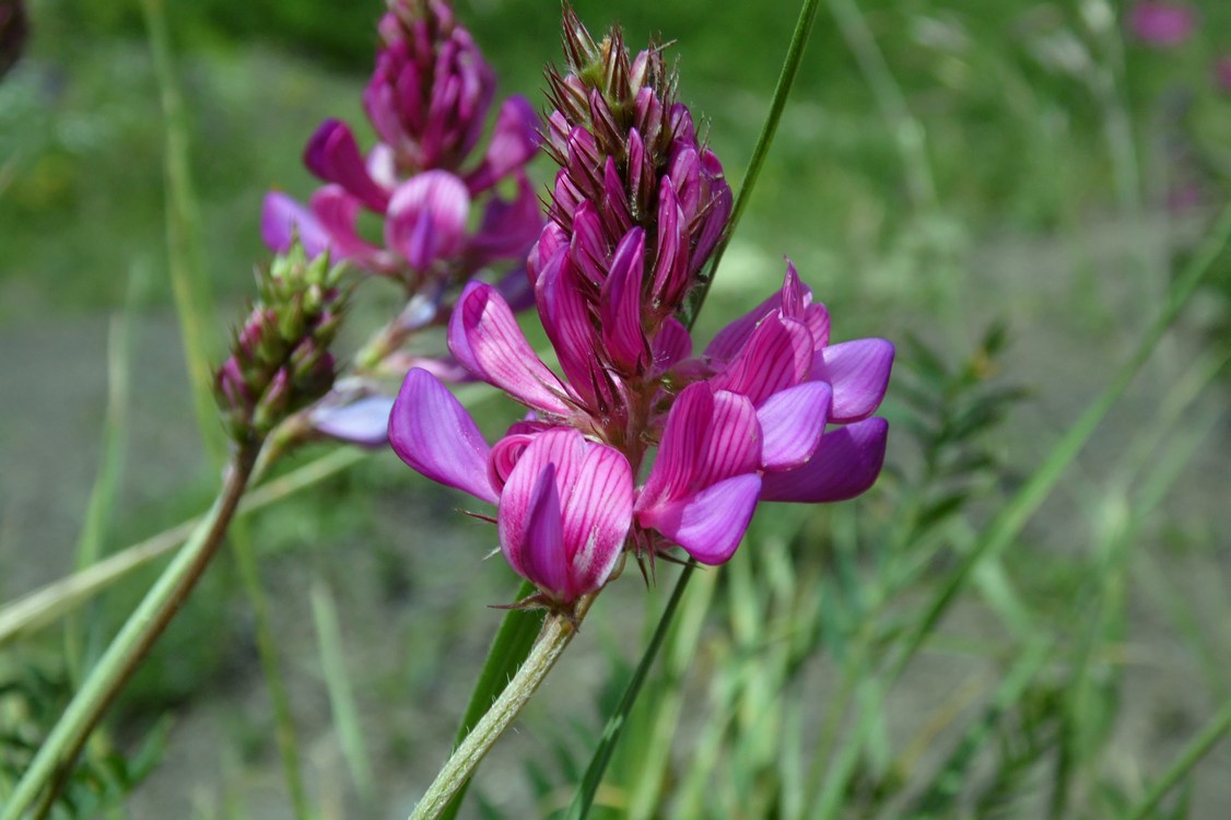 Изображение особи Onobrychis biebersteinii.