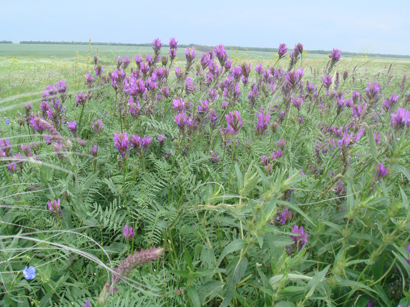 Изображение особи Astragalus onobrychis.