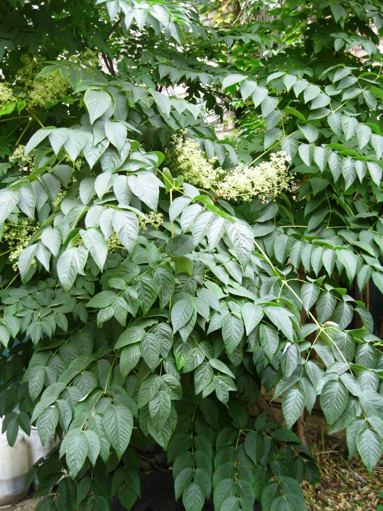 Изображение особи Aralia elata.