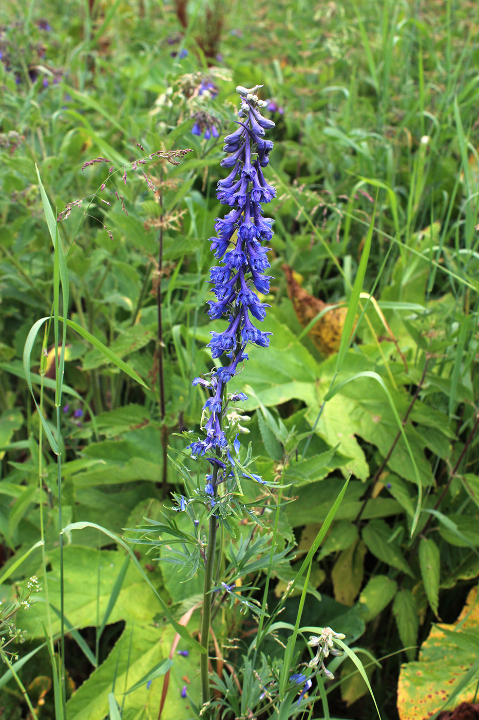 Image of Delphinium schmalhausenii specimen.