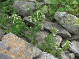 Teucrium chamaedrys