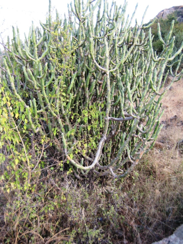 Image of Euphorbia alluaudii specimen.