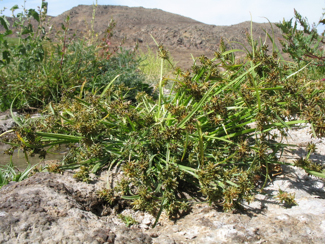 Image of Cyperus fuscus specimen.