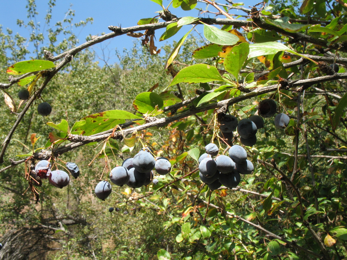 Изображение особи Berberis sphaerocarpa.