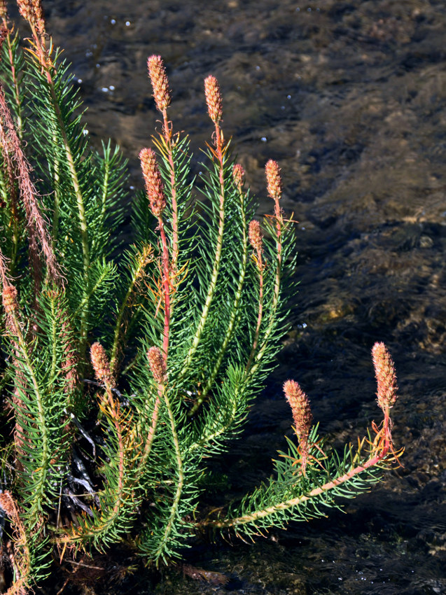 Image of Clementsia semenovii specimen.