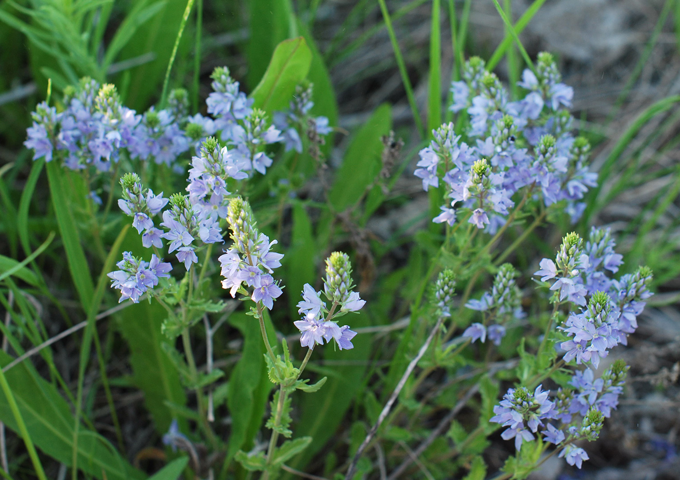 Image of Veronica prostrata specimen.