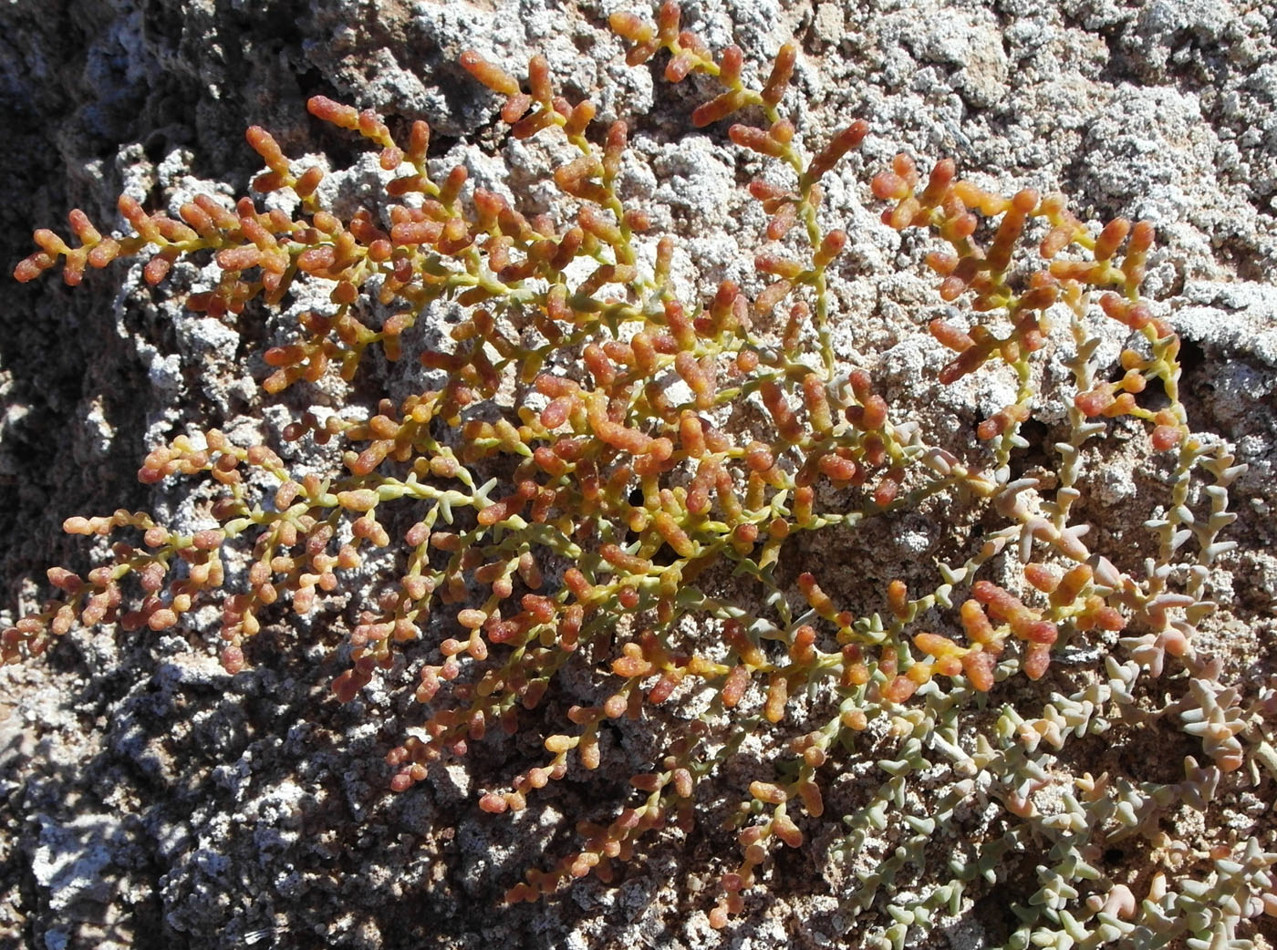 Image of Kalidium foliatum specimen.