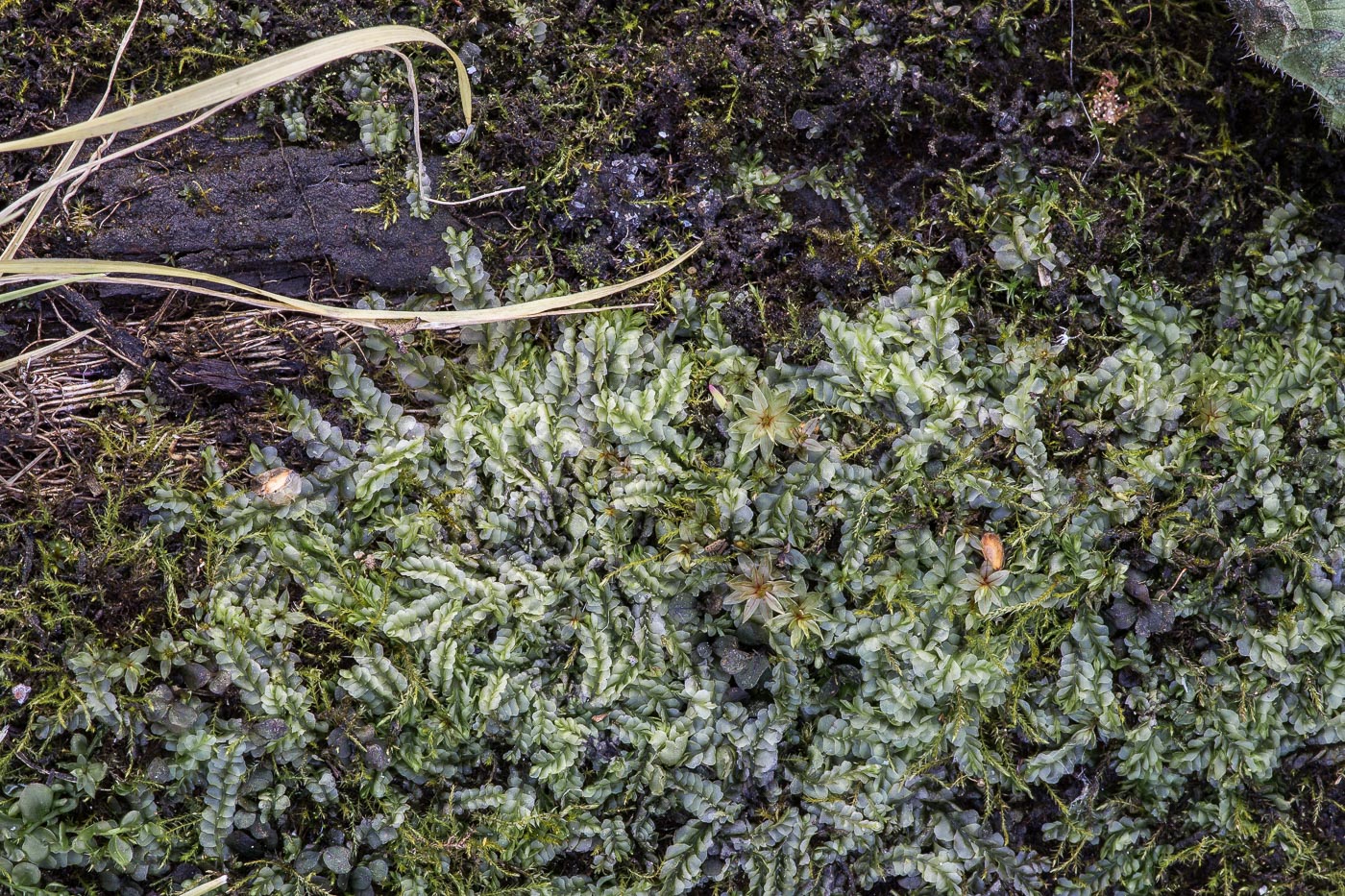 Image of Chiloscyphus polyanthos specimen.