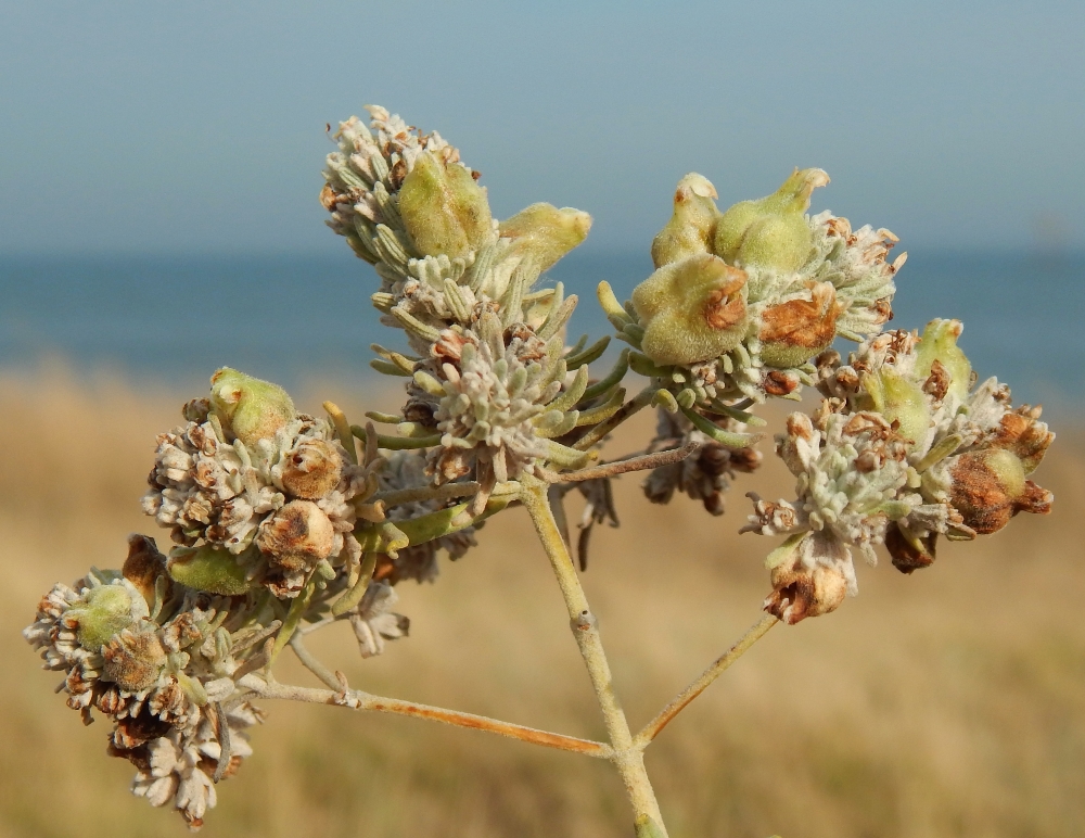 Изображение особи Teucrium capitatum.