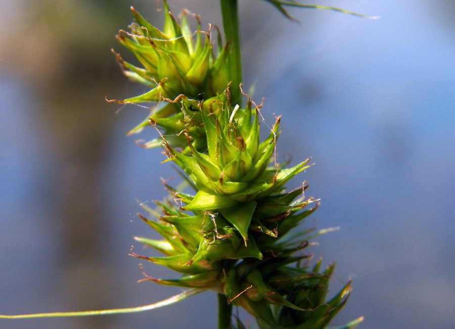 Image of Carex otrubae specimen.