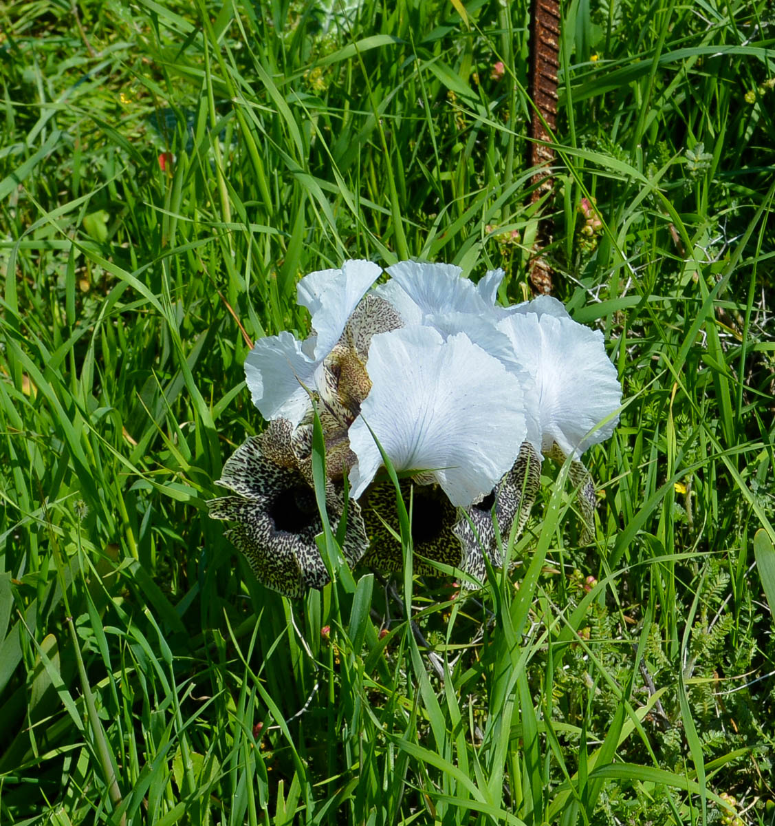 Image of Iris bismarckiana specimen.