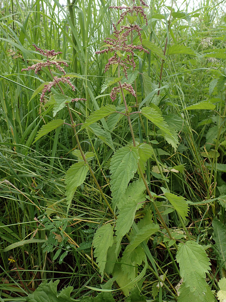 Изображение особи Urtica dioica.