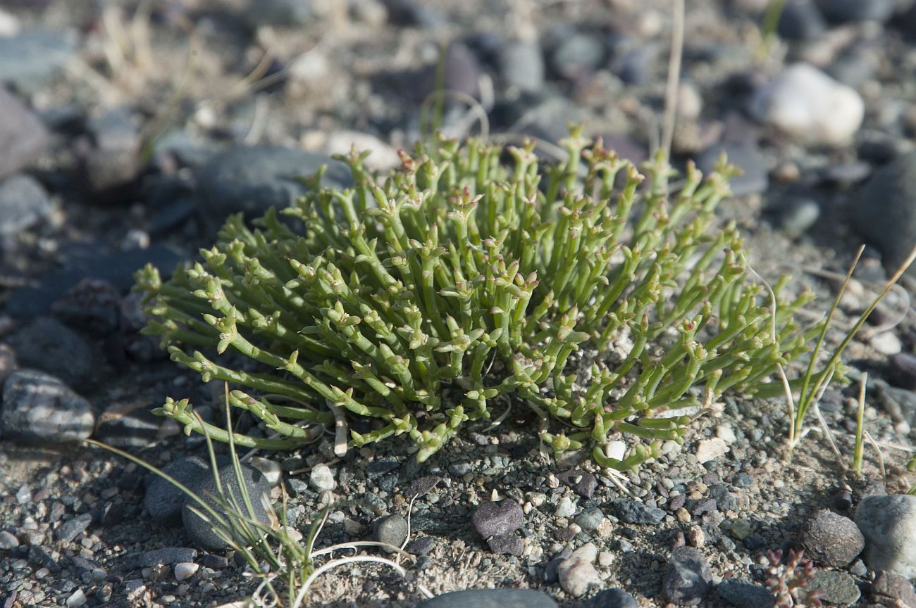 Изображение особи Anabasis brevifolia.