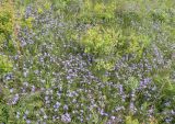 Vinca herbacea. Аспект цветущих растений в степи. Днепропетровская обл., балка в верховьях р. Самоткани. 07.05.2010.