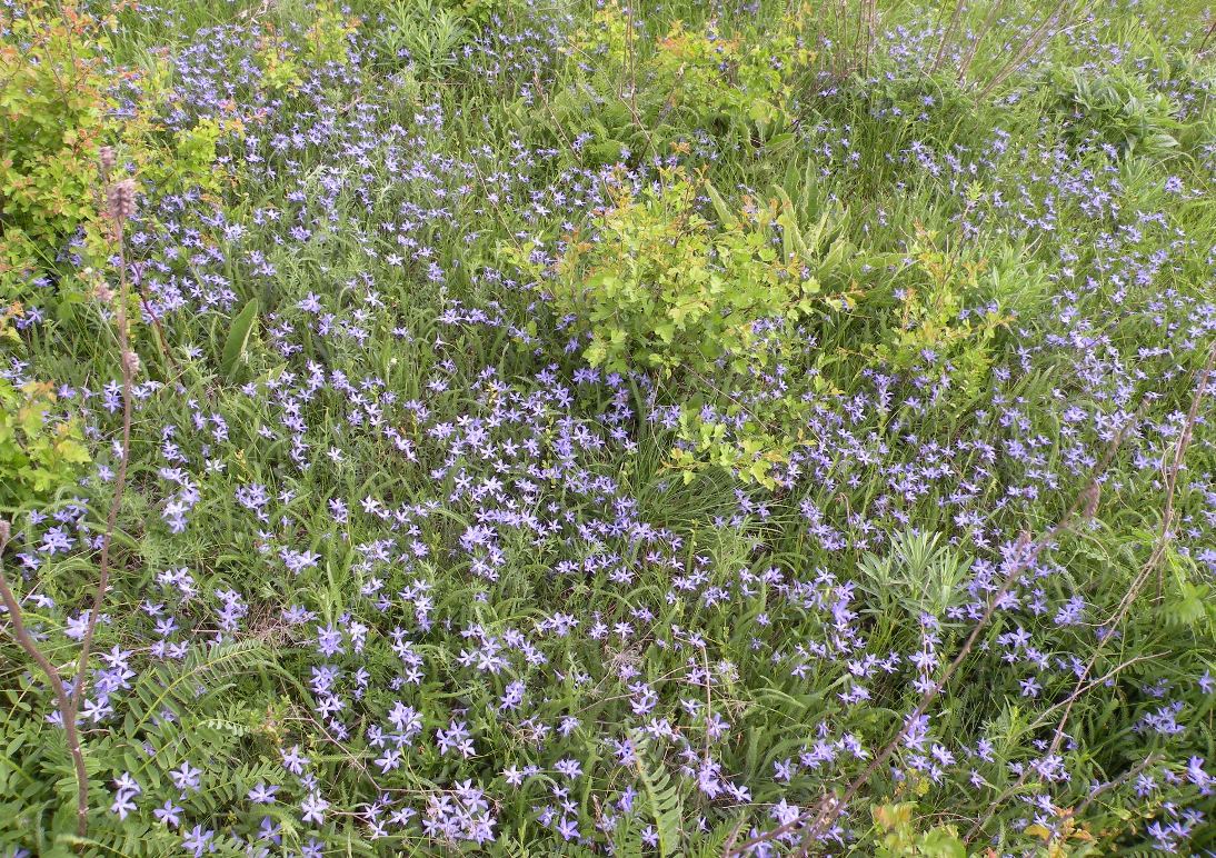 Изображение особи Vinca herbacea.