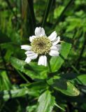 Achillea ptarmica подвид macrocephala. Соцветие. Камчатский край, Алеутский р-н, о-в Медный, бух. Глинка, выходы глин. 04.08.2017.