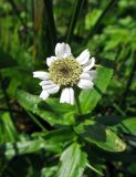 Achillea подвид macrocephala