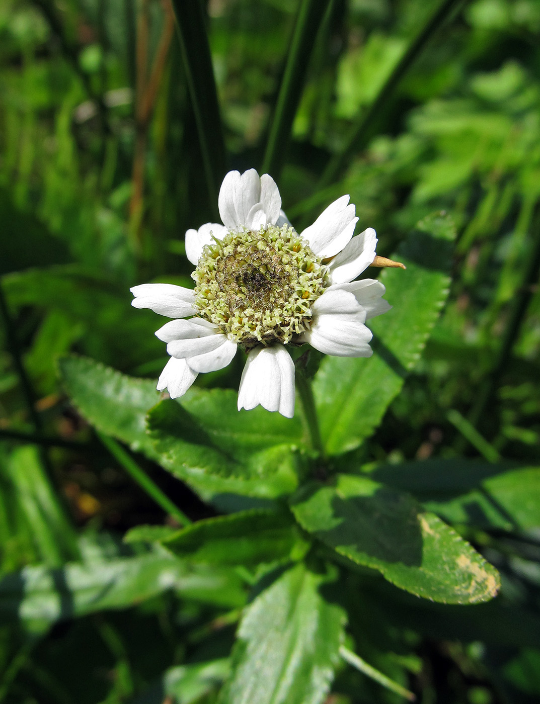 Image of Achillea ptarmica ssp. macrocephala specimen.