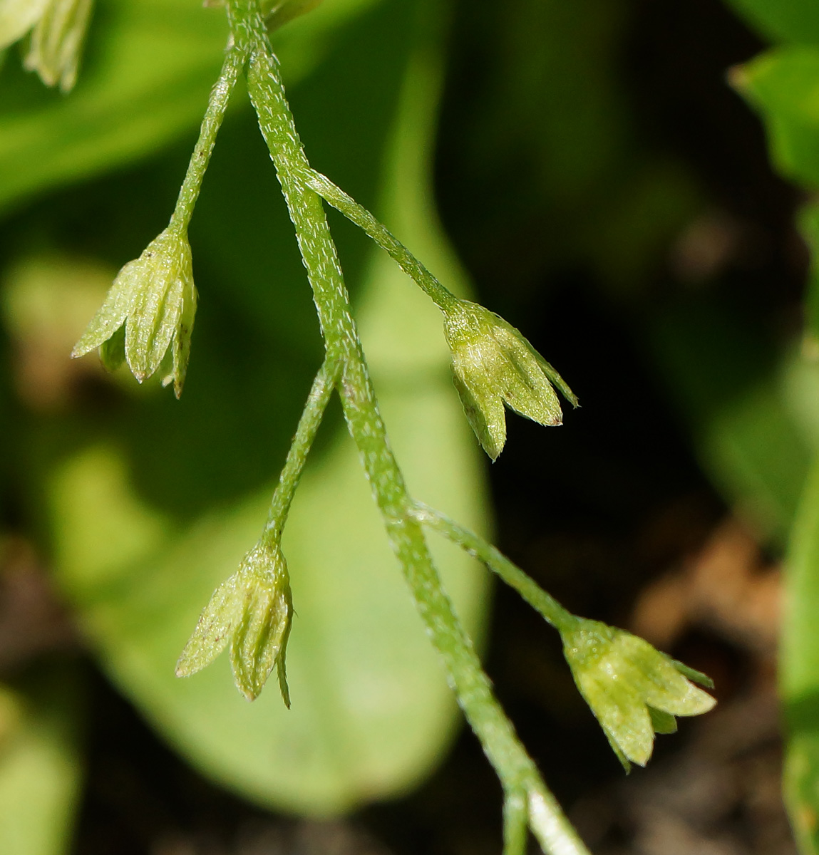 Изображение особи Myosotis cespitosa.