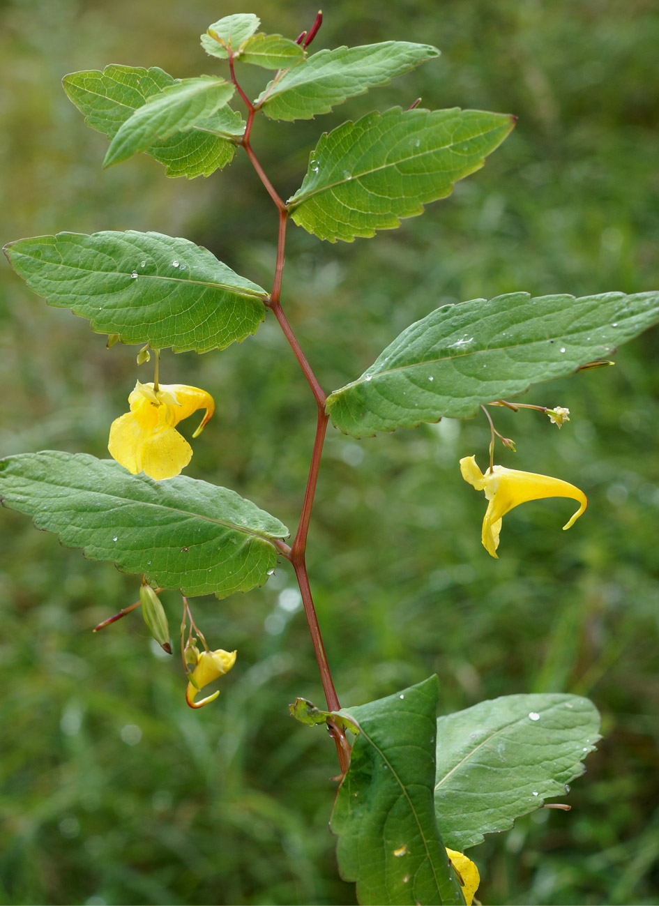 Image of Impatiens noli-tangere specimen.