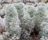 Cladonia stellaris