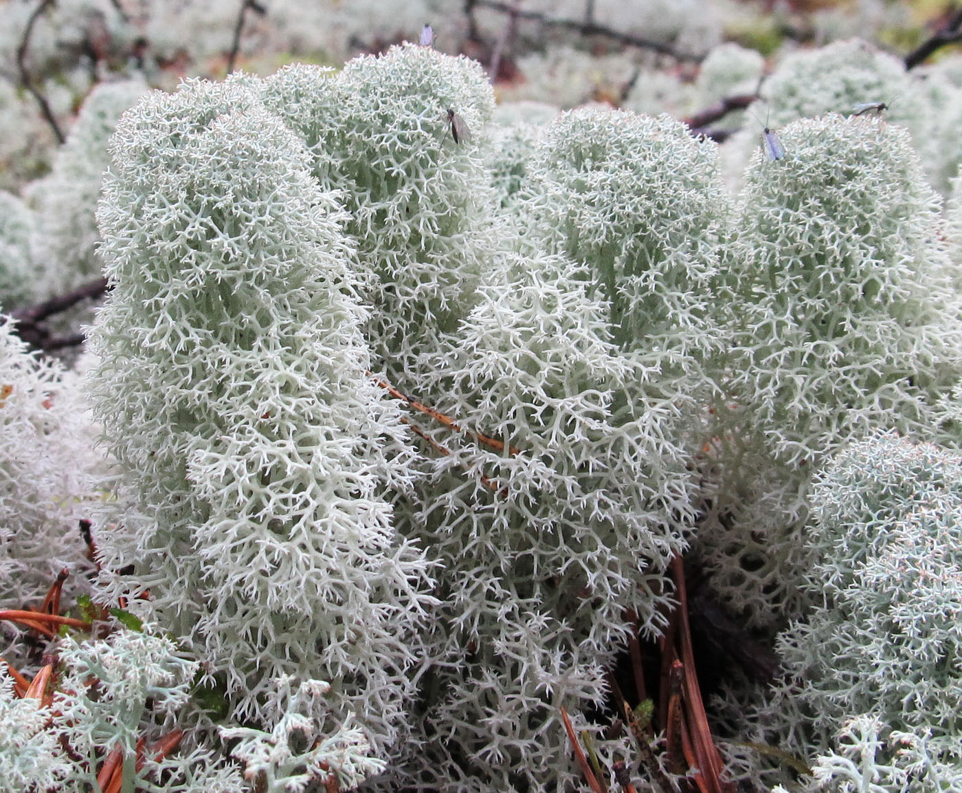 Изображение особи Cladonia stellaris.