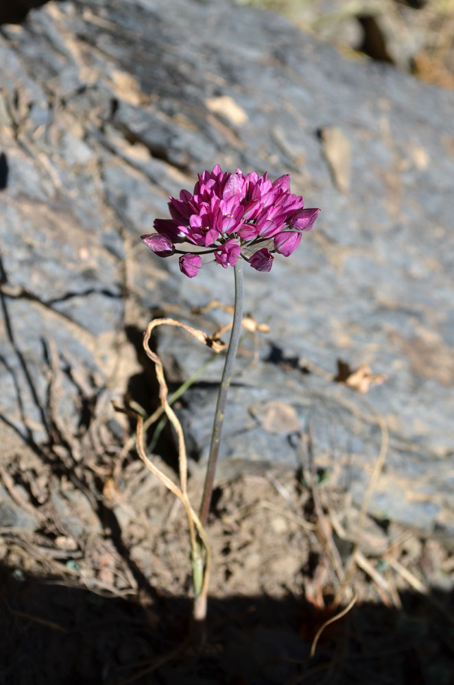 Изображение особи Allium oreophilum.