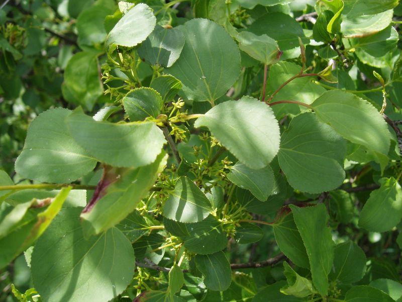 Image of Rhamnus cathartica specimen.