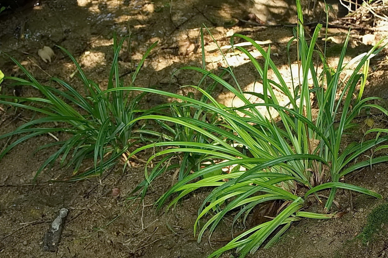 Image of Carex pendula specimen.